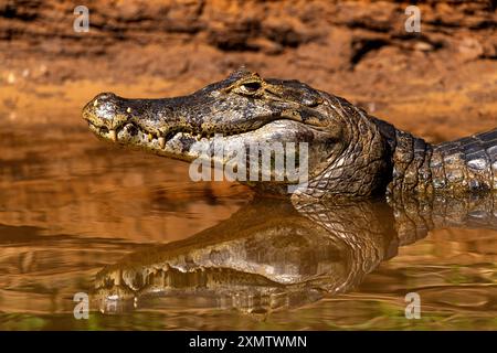 Alligator se prélassant au soleil sur les rives de la rivière Tres Irmãos, rencontre du Parc des eaux, Parque Encontro das Águas, Pantanal du Mato Grosso, Brésil Banque D'Images