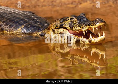 Alligator se prélassant au soleil sur les rives de la rivière Tres Irmãos, rencontre du Parc des eaux, Parque Encontro das Águas, Pantanal du Mato Grosso, Brésil Banque D'Images