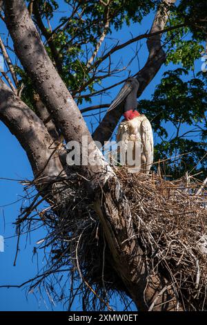 Tuiuiu est l'oiseau considéré comme le symbole du Pantanal du Mato Grosso, Brésil Banque D'Images