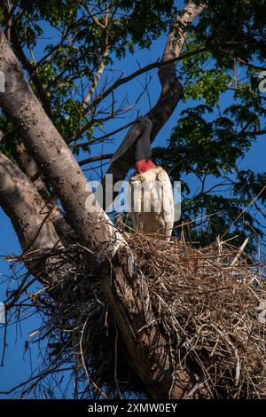 Tuiuiu est l'oiseau considéré comme le symbole du Pantanal du Mato Grosso, Brésil Banque D'Images