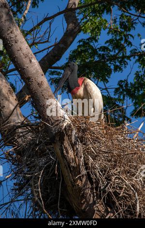 Tuiuiu est l'oiseau considéré comme le symbole du Pantanal du Mato Grosso, Brésil Banque D'Images