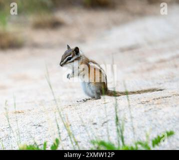 Un moindres tchoumunk (Neotamias Minimus) est vu se nourrir sur un terrain rocheux ; son petit corps est parfaitement adapté à la survie dans l'environnement naturel du Colorado Banque D'Images