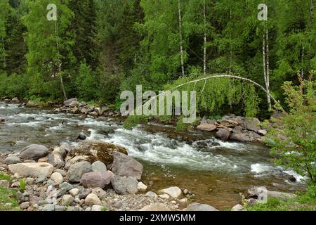 Un grand bouleau penché au-dessus du lit d'une rivière orageuse qui descend des montagnes à travers une forêt d'été dense par une journée nuageuse. Rivière Iogach, Altaï, Banque D'Images