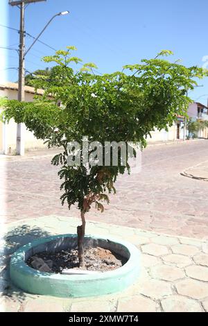 Arbre de Brazilwood à salvador salvador, bahia, brésil - 11 août 2023 : pau brasil arbre - Paubrasilia echinata - vu dans un parterre de fleurs d'un avinida dans la ville de Salvador. SALVADOR BAHIA BRÉSIL Copyright : xJoaxSouzax 240823JOA0085 Banque D'Images