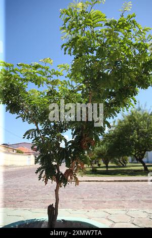 Arbre de Brazilwood à salvador salvador, bahia, brésil - 11 août 2023 : pau brasil arbre - Paubrasilia echinata - vu dans un parterre de fleurs d'un avinida dans la ville de Salvador. SALVADOR BAHIA BRÉSIL Copyright : xJoaxSouzax 240823JOA0088 Banque D'Images