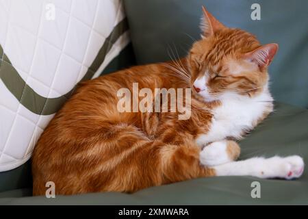 Chat gingembre dormant sur un canapé vert Banque D'Images