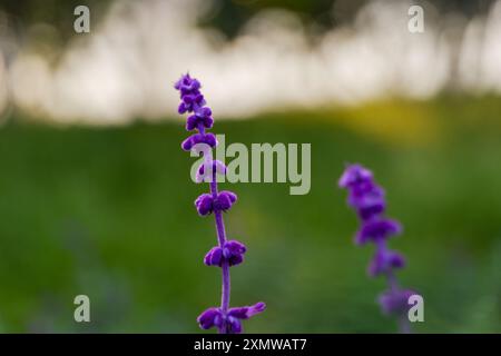 Gros plan sur la plante violette Salvia leucantha avec bokeh sur fond vert et coucher de soleil Banque D'Images