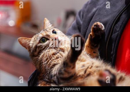 chat tabby mignon et moelleux tenu dans les bras du nouveau propriétaire Banque D'Images