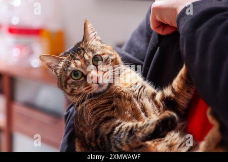 chat tabby mignon et moelleux tenu dans les bras du nouveau propriétaire Banque D'Images