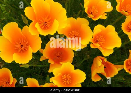 Regroupement de coquelicots dorés de Californie (Eschscholzia californica) sur un fond vert éclatant s'ouvrant au soleil au printemps Banque D'Images