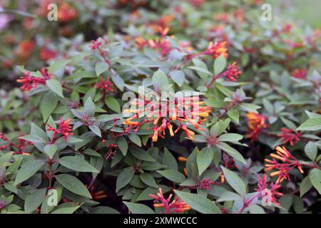 Belle plante verte avec des boutons floraux rouges et jaunes, mise au point sélective dans le sujet. Banque D'Images