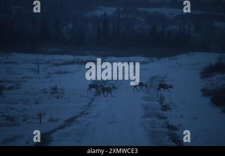 Caribou traversant une route par un sombre après-midi d'hiver près de Delta Junction, Alaska. Banque D'Images