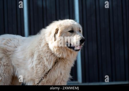 Mastiff pyrénéen sur une ferme en été après la tonte. Banque D'Images