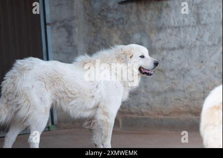 Mastiff pyrénéen sur une ferme en été après la tonte. Banque D'Images