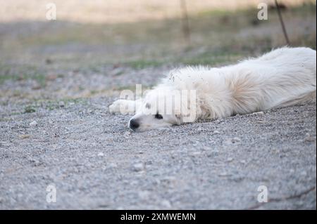 Mastiff pyrénéen sur une ferme en été après la tonte. Banque D'Images