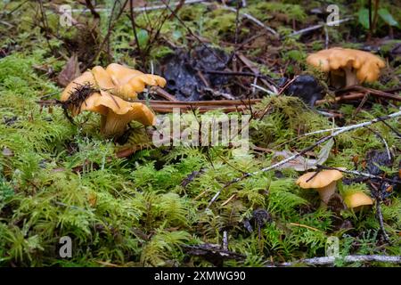 un jet de champignons chanterelles sur le sol de la forêt Banque D'Images