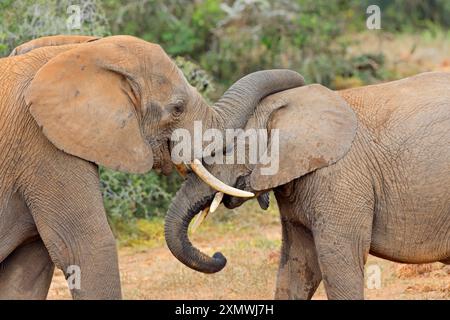 Interaction entre deux éléphants d'Afrique (Loxodonta africana), Parc national des éléphants d'Addo, Afrique du Sud Banque D'Images