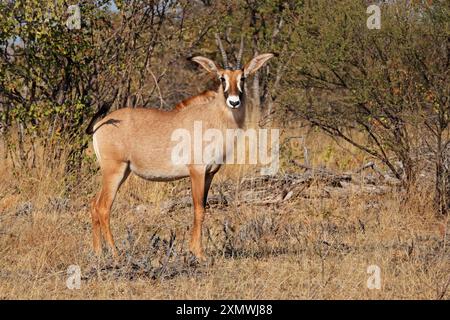 Un rare antilope rouanne (Hippotragus equinus) dans l'habitat naturel, l'Afrique du Sud Banque D'Images