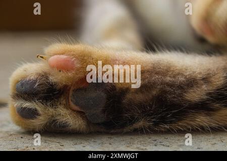 Plan détaillé capturant la fourrure douce et les coussinets des pattes d'un chat brun sur un fond texturé Banque D'Images