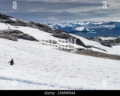 Pingouins du sud du Gentoo (Pygoscelis papua ellsworthi) et le « cimetière iceberg » de l'île Pleneau, archipel Wilhelm, Antarctique Banque D'Images