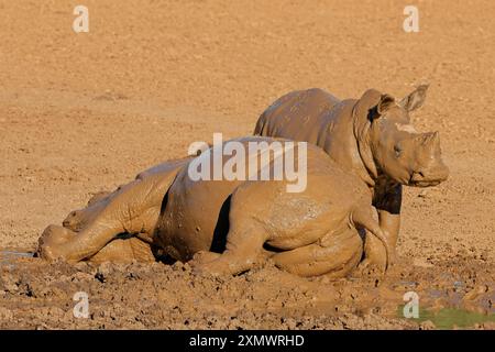 Un rhinocéros blanc (Ceratotherium simum) et un veau vallonné dans un trou d'eau boueux, Afrique du Sud Banque D'Images