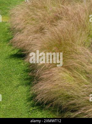 Stipa tenuissima 'Pony Tails' herbe ornementale poussant dans la bordure de jardin en été, Easton Walled Gardens, Grantham, Angleterre, Royaume-Uni Banque D'Images