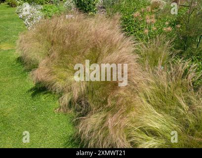 Stipa tenuissima 'Pony Tails' herbe ornementale poussant dans la bordure de jardin en été, Easton Walled Gardens, Grantham, Angleterre, Royaume-Uni Banque D'Images