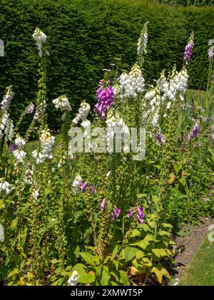 Mélange de fleurs de foxglove blanches et violettes (Digitalis) poussant dans Easton Walled Gardens en juin, Grantham, Angleterre, Royaume-Uni Banque D'Images