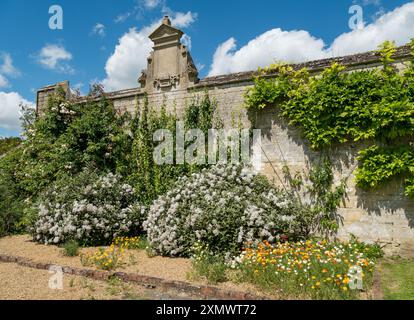 Vieux mur de jardin en pierre habillé et frontière avec des plantes grimpantes, Easton Walled Gardens, Grantham, Angleterre, Royaume-Uni Banque D'Images