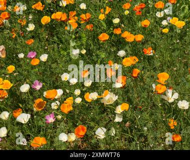 Exposition colorée de fleurs de coquelicot orange, jaune, blanc et rose en juin, Easton Walled Gardens, Grantham, Angleterre, Royaume-Uni Banque D'Images