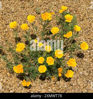 Fleurs de pavot jaune vif du désert poussant dans un lit de gravier en juin, Easton Walled Gardens, Grantham, Angleterre, Royaume-Uni Banque D'Images