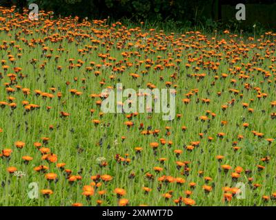 Une dérive de belles fleurs de renard orange et de Cubs (Pilosella aurantiaca / Hieracium aurantiacum) poussant dans le cimetière anglais, Angleterre, Royaume-Uni Banque D'Images