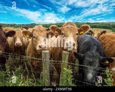 Un groupe de jeunes, adolescents, curieux taureaux se sont entassés dans un champ regardant au-dessus de la clôture de barbelés vers Camera, Leicestershire, Angleterre, Royaume-Uni Banque D'Images