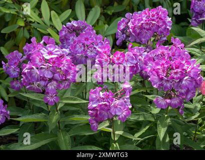 Jolies fleurs de paniculata rose / violet Phlox en culture dans le jardin anglais en juillet, Leicestershire, Angleterre, Royaume-Uni Banque D'Images