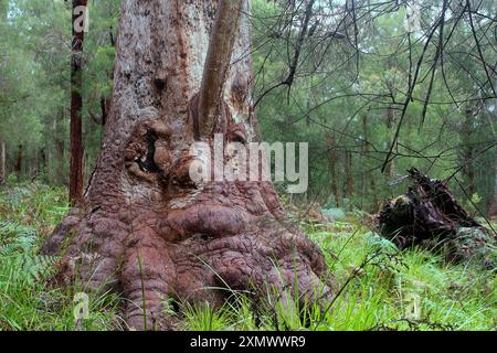 Grand-mère géant (Eucalyptus jacksonii) dans la Vallée des géants, parc national Walpole-Nornalup. Australie occidentale Banque D'Images