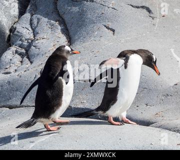 Une paire de manchots Gentoo du Sud (Pygoscelis papua ellsworthi) en train de sauter des rochers, île Pleneau, Antarctique Banque D'Images