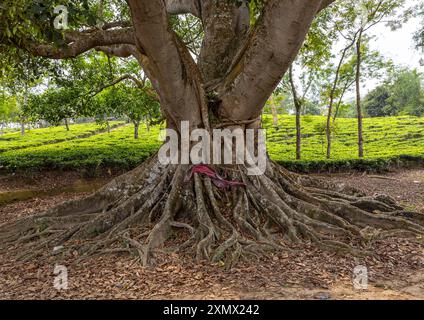 Racines géantes de l'arbre Banyan, Division Sylhet, Kamalganj, Bangladesh Banque D'Images