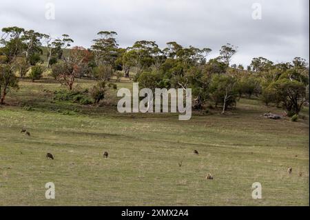 Moutons qui paissent parmi les Blue Gum Shumers de Tasmanie éparpillés dans la zone rurale de Boomer Bay avec son industrie florissante d'huîtres dans le sud-est Banque D'Images