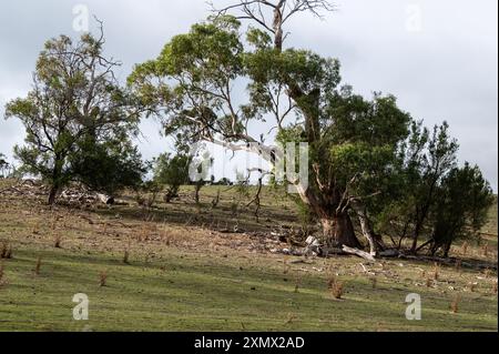 Un petit amas de gommiers bleus de Tasmanie cultivés dans un paysage ouvert en Tasmanie, en Australie. La gomme bleue - Eucalyptus globulus Labill est le Banque D'Images