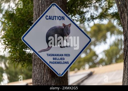 Un panneau d'avertissement de vitesse de la faune d'un Pademelon à ventre rouge de Tasmanie (Thylogale billardierii) dans une caravane de vacances / camping en Tasmanie, en Australie. Banque D'Images