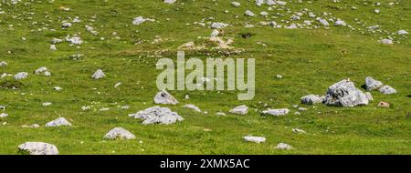 Prairie de montagne avec des pierres et marmota matmota dans la partie la plus haute de la vallée de Fanes dans les Dolomites Banque D'Images