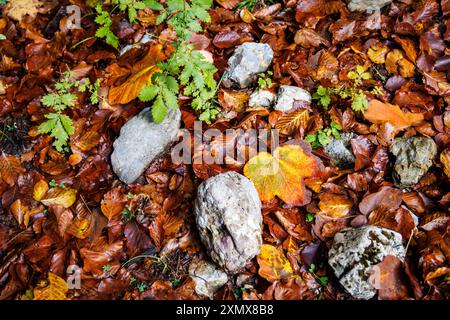 Feuilles d'automne sur un sol forestier Banque D'Images