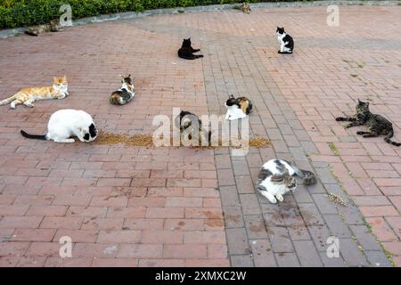 Beaucoup de chats errants mangent de la nourriture pour chats laissée sur le sol Banque D'Images