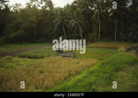 Une petite cabane d'abri pour les agriculteurs pour se reposer au milieu d'une rizière, entourée de cocotiers et de végétation tropicale Banque D'Images