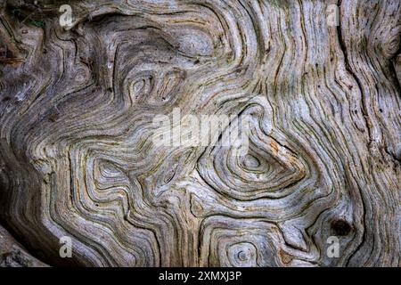 Une vue rapprochée des lignes de contour dans un très vieux hêtre montrant le passage du temps dans les bois, Worcestershire, Angleterre. Banque D'Images