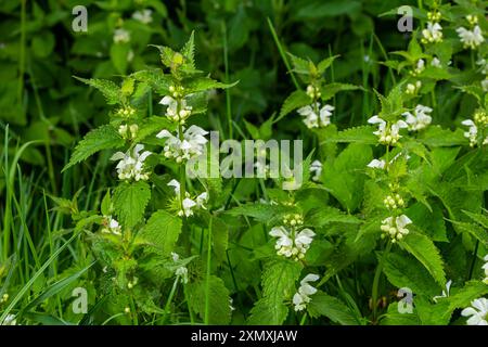 Les morts-vivants fleuris en pleine journée de soleil se rapprochent. Album Lamium. Famille des Lamiaceae. Banque D'Images