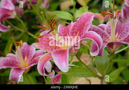 lilium oriental gazer étoile fleur de lys Banque D'Images