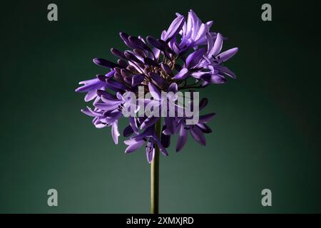 agapanthus africanus fleuri sur fond vert Banque D'Images