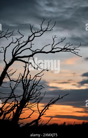 Des branches silhouettées d'arbres brûlés se dressent brutalement contre un ciel coloré de coucher de soleil à Legarda, Navarre, Espagne. Banque D'Images