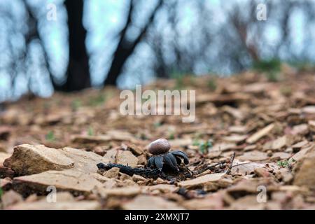 Gros plan d'un champignon Earthstar brûlé sur le sol de la forêt carbonisée, mettant en évidence les conséquences d'un incendie de forêt à Legarda, Navarre, Espagne. Banque D'Images